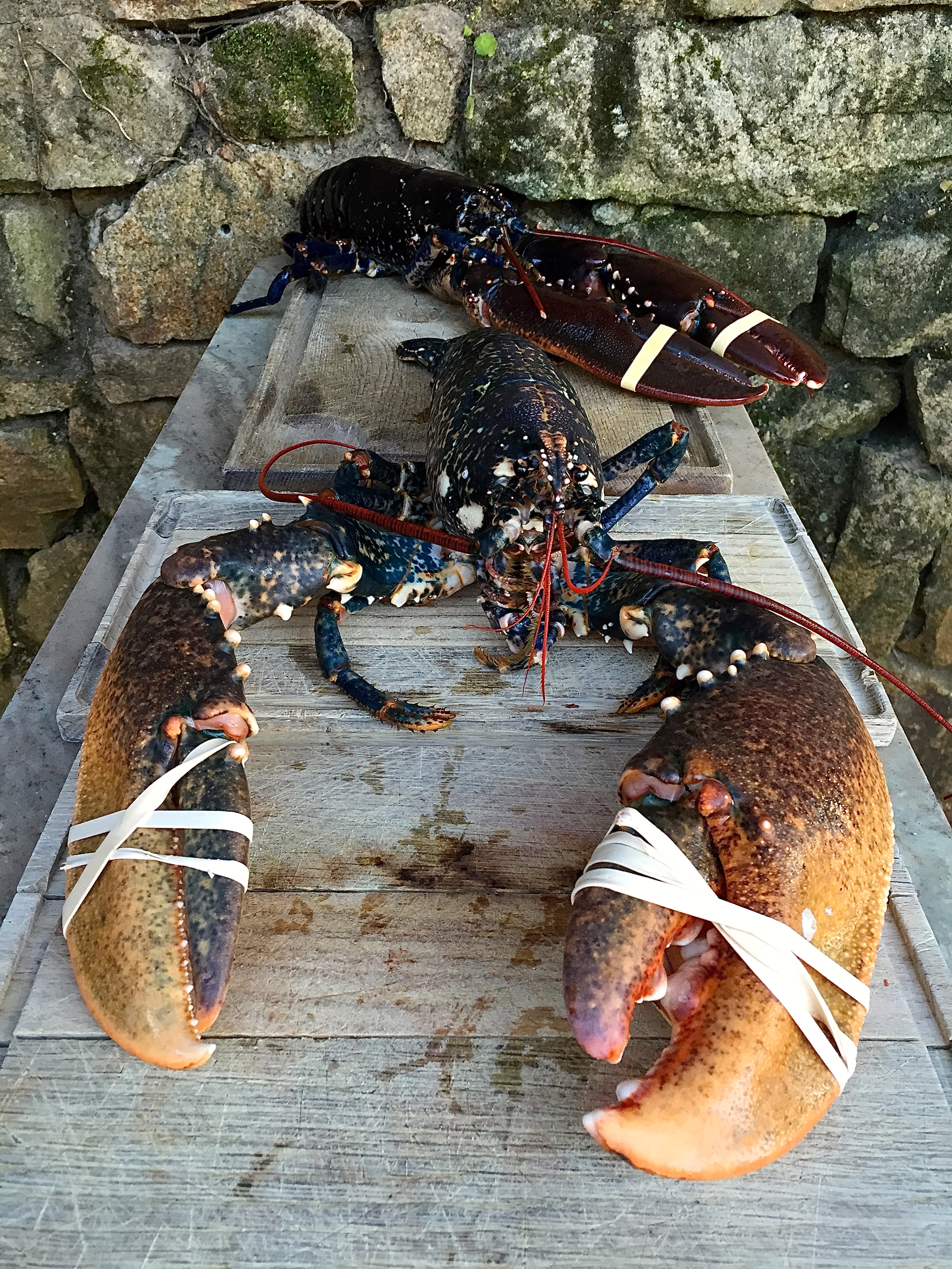 La saison du homard...