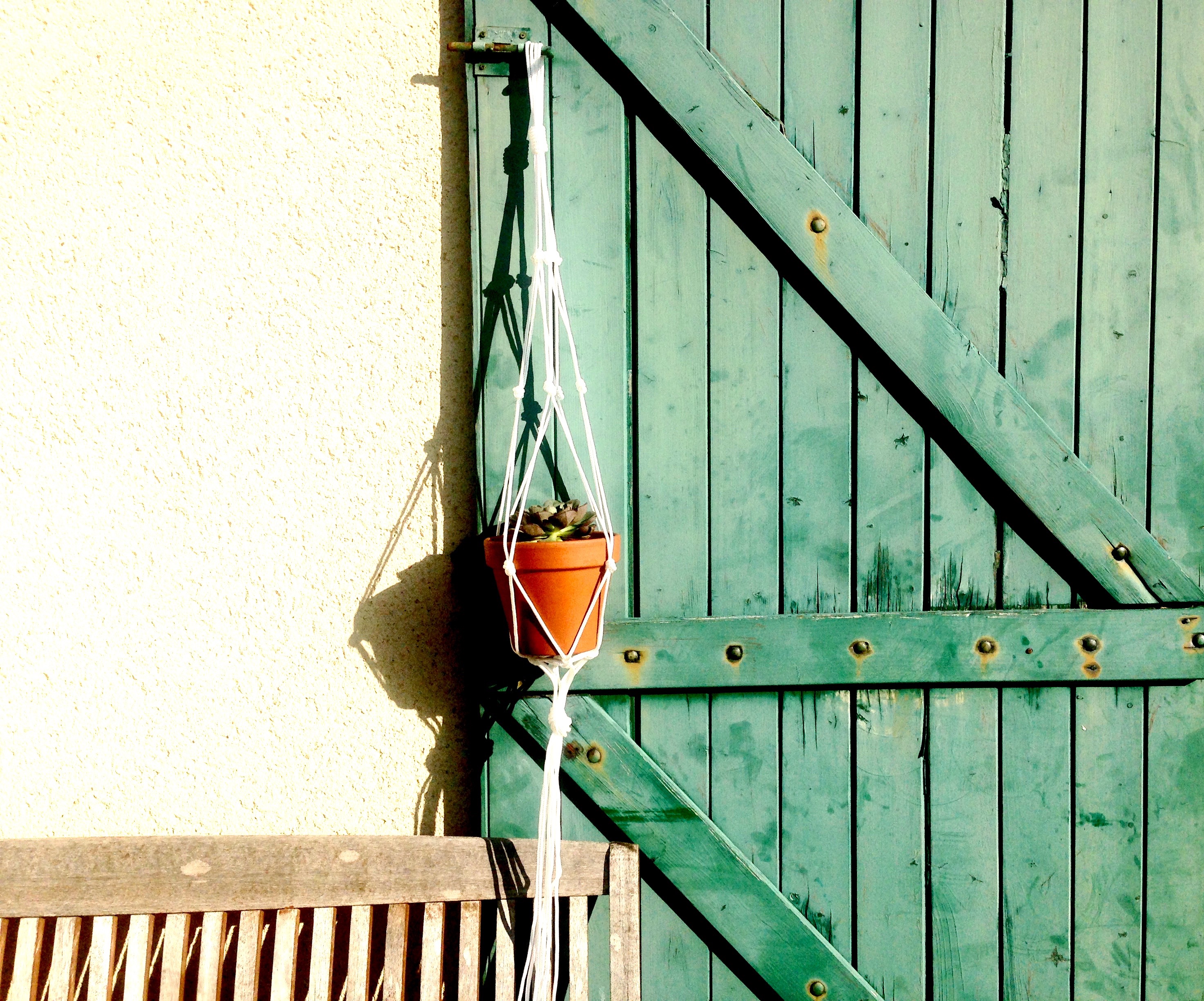 Plante suspendue