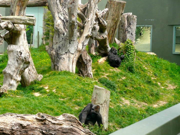 Durrell Wildlife Park Jersey